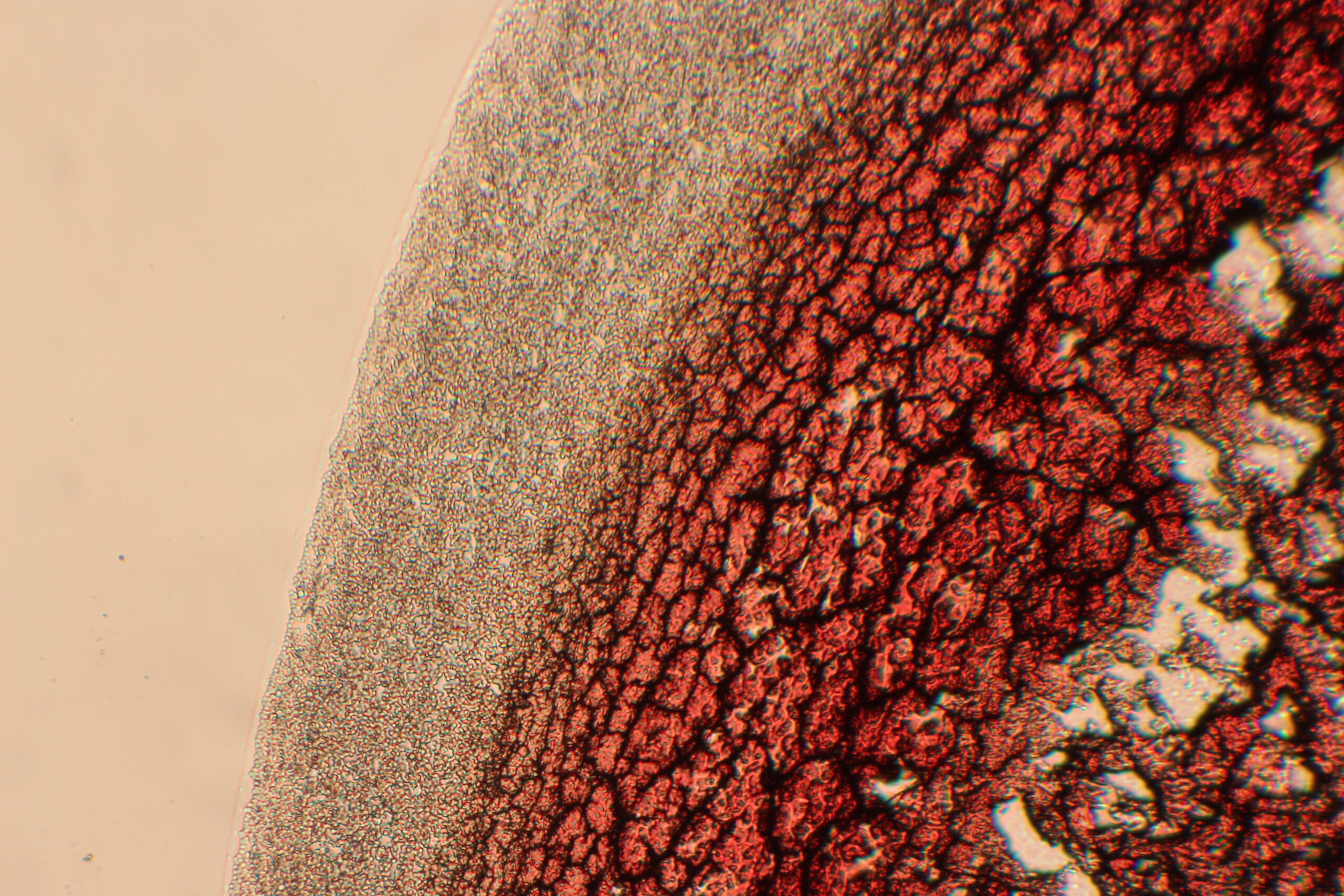 IMG_1118-6